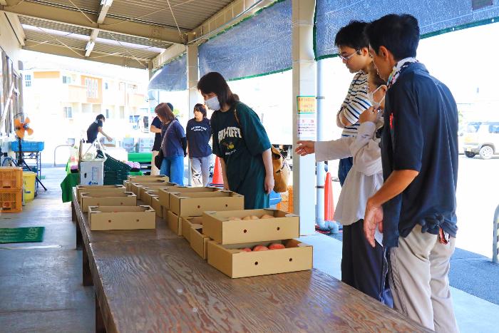 茶箱（規格外品）販売の写真