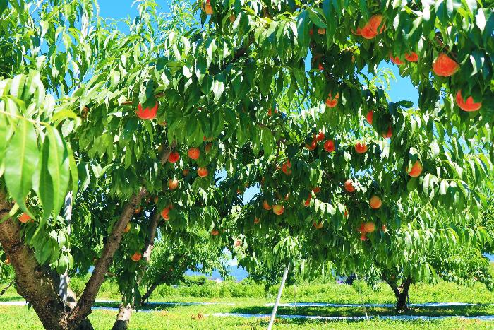 あかつきの畑の写真