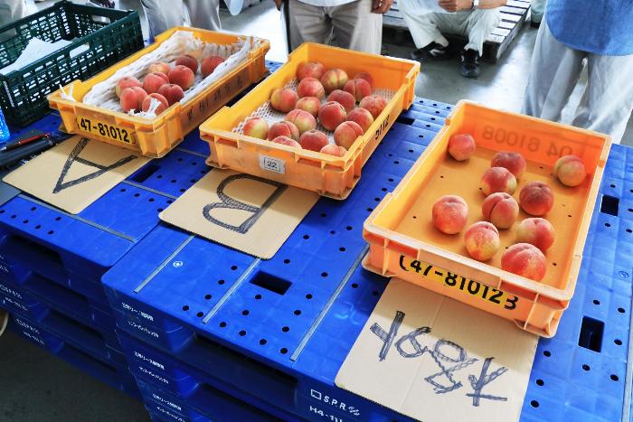 目揃え会の様子4