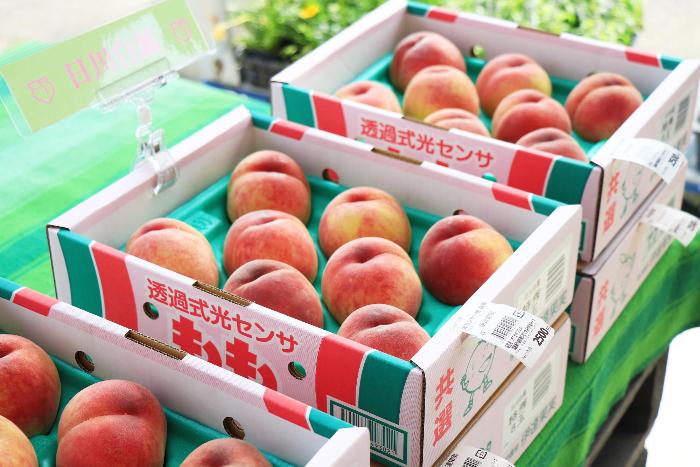 「日川白鳳」の写真1