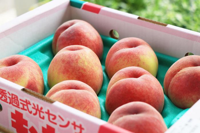 「日川白鳳」の写真2