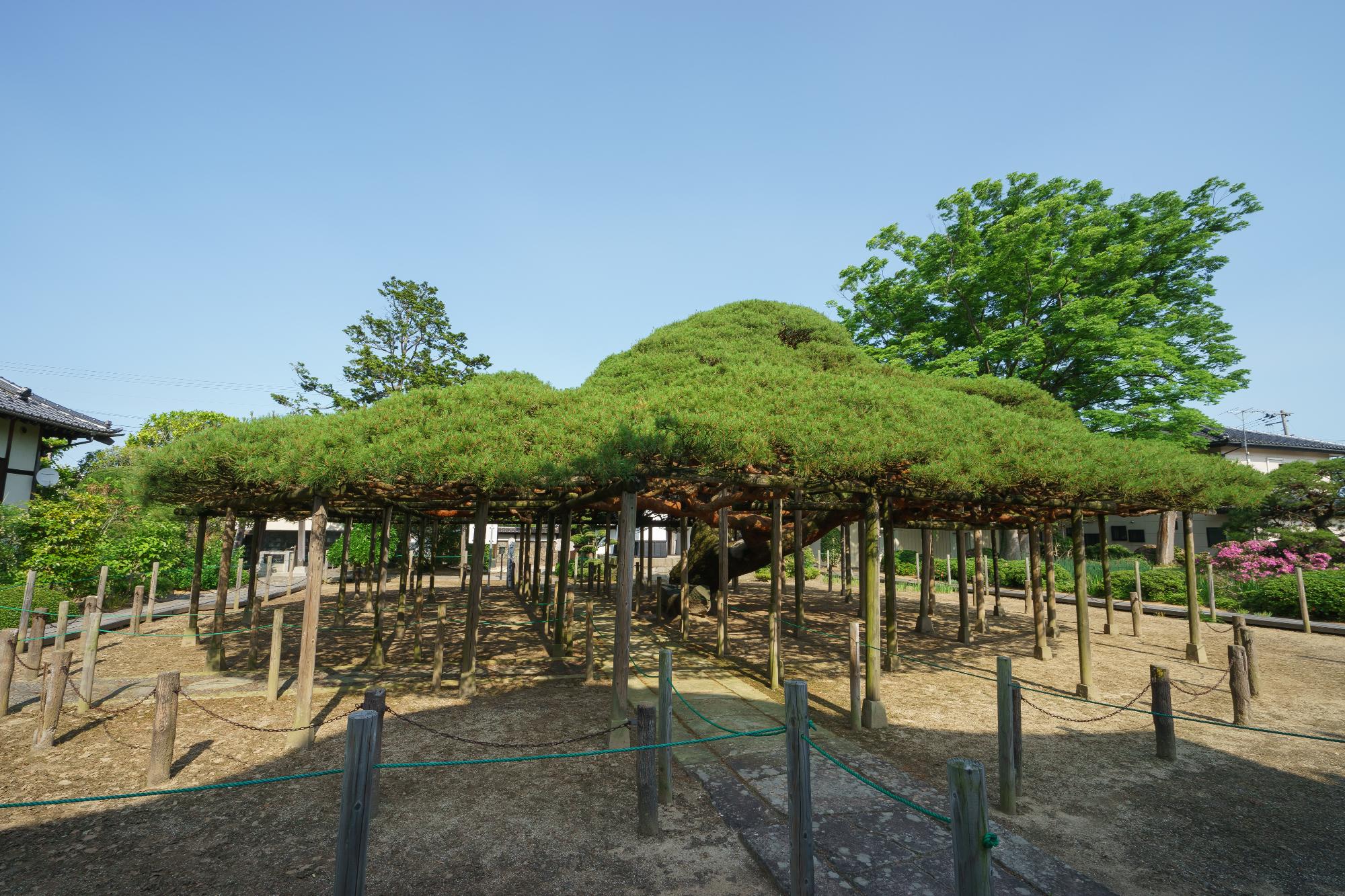 無能寺の御蔭廼松の写真