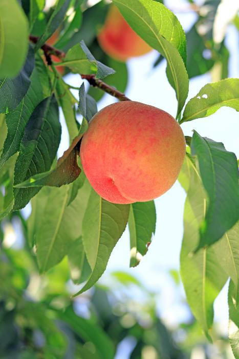 「はつひめ」収獲の写真