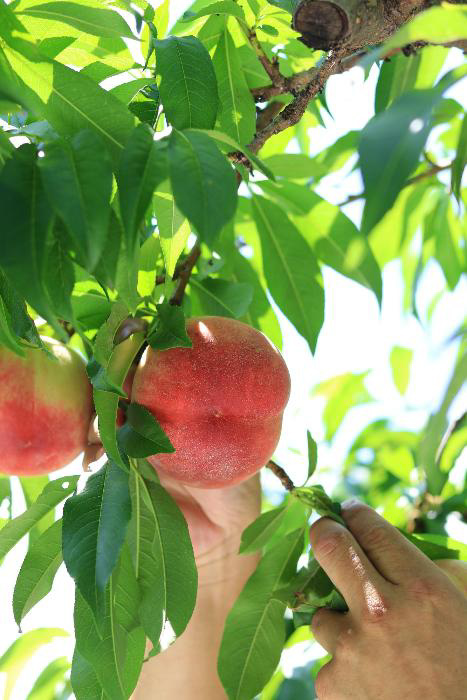 「はつひめ」収獲の写真2