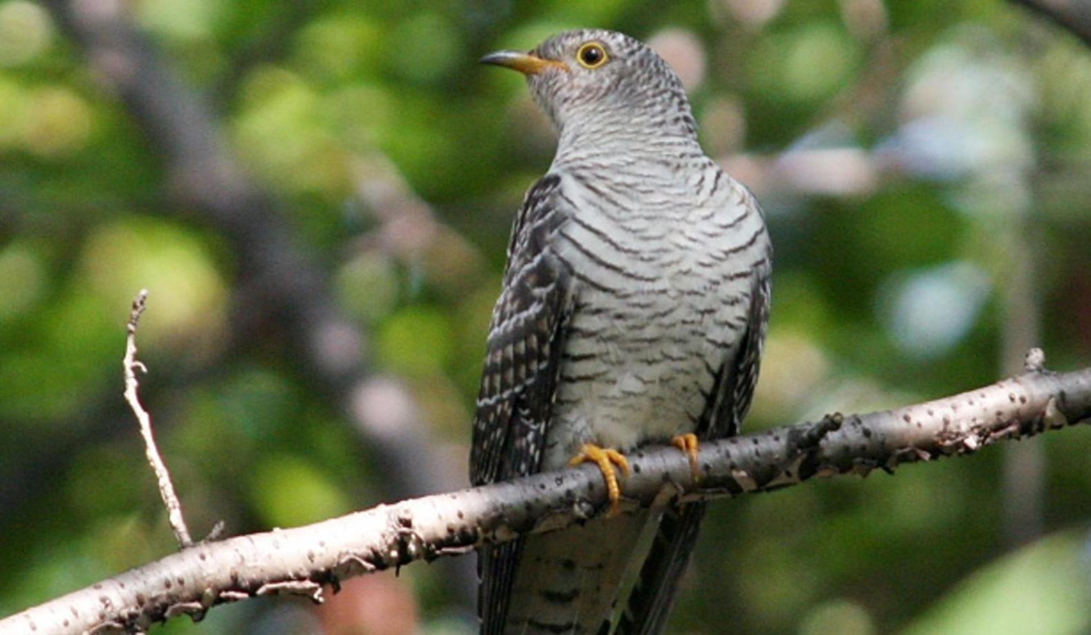 町の鳥 『カッコウ』の写真