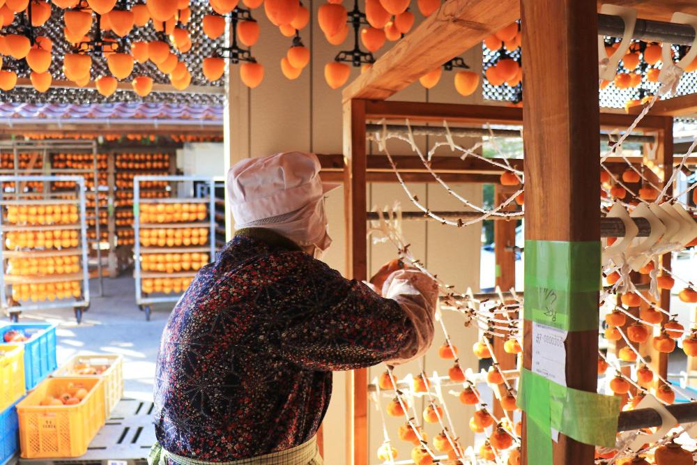 あんぽ柿づくりの様子6