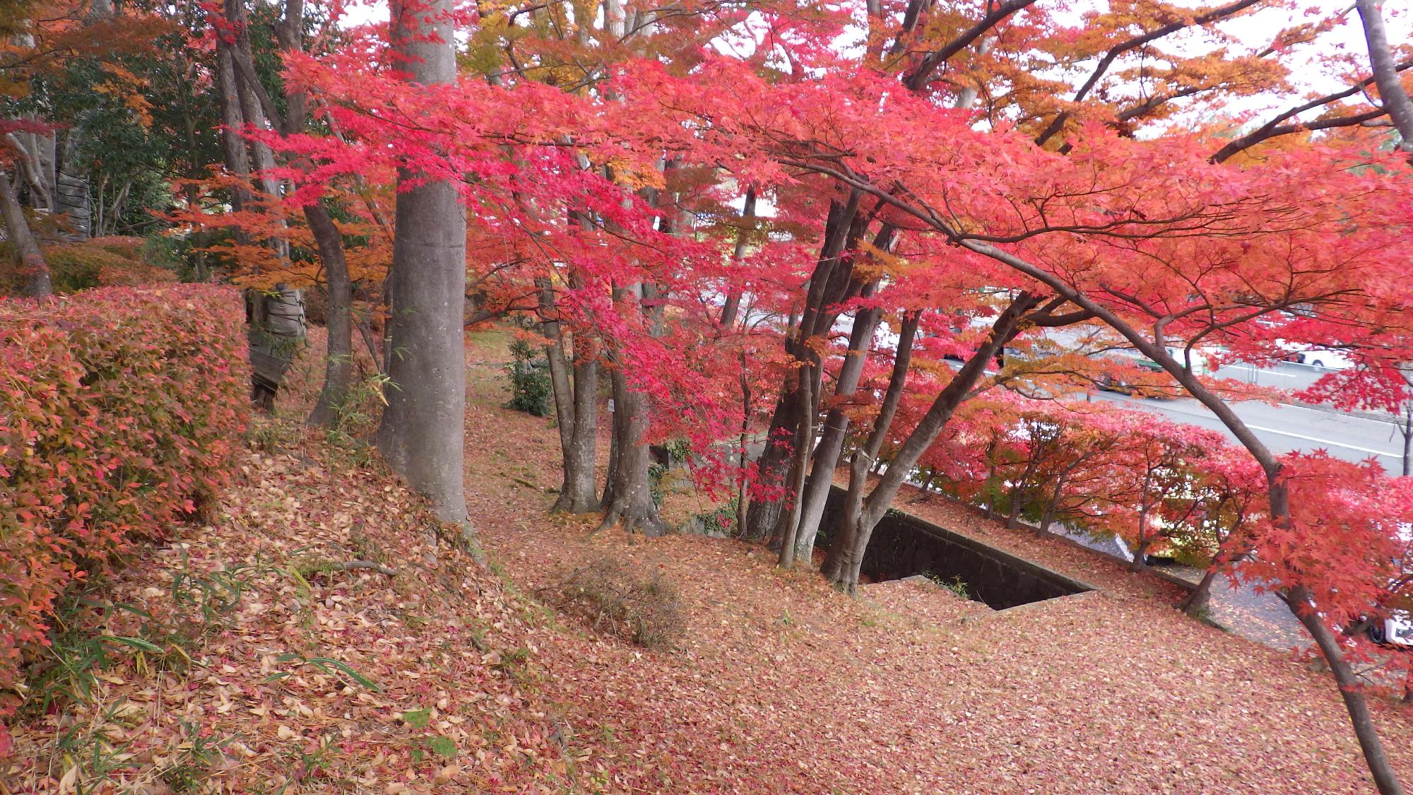 令和7年11月18日現在の様子1