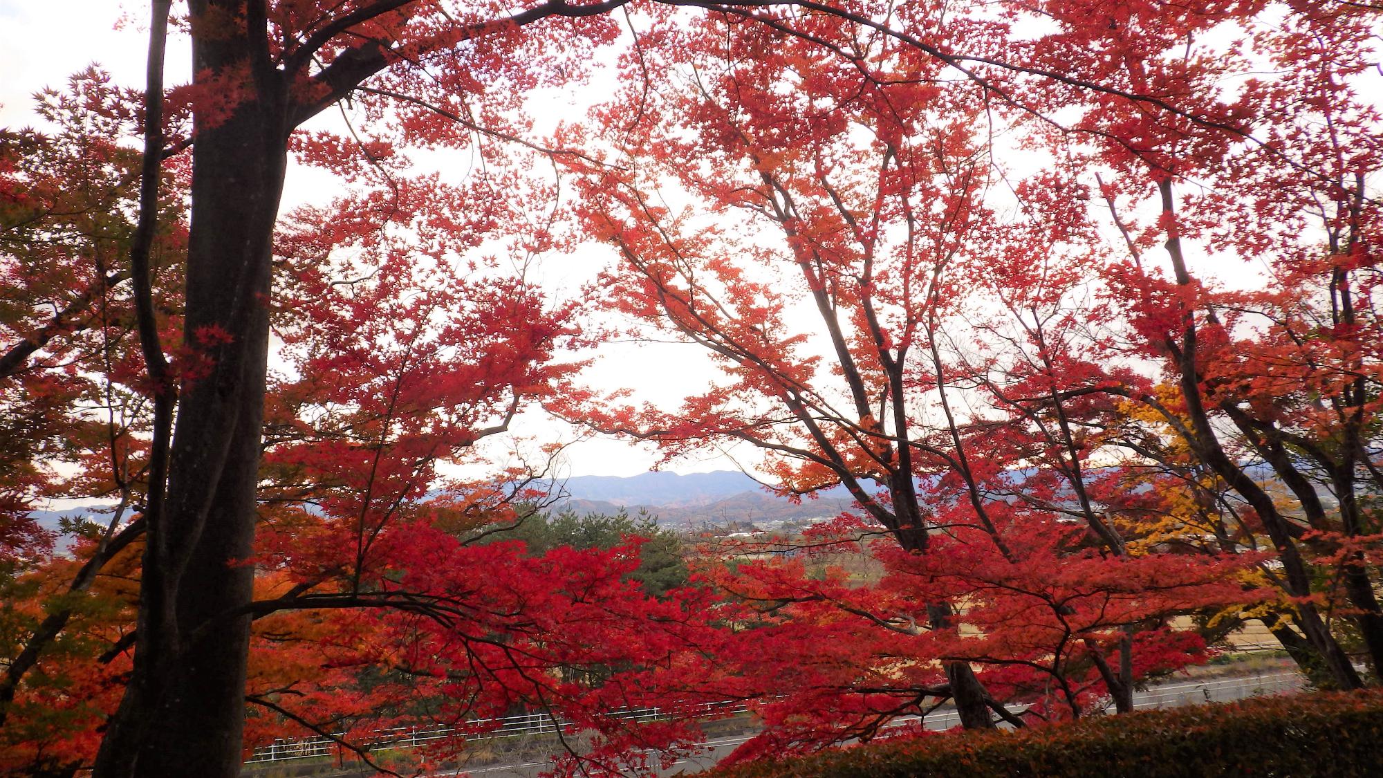 令和7年11月18日現在の様子3