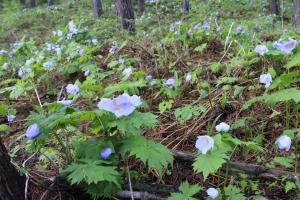 R7半田山山開き写真２