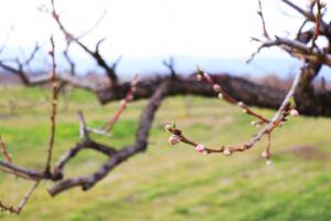 桃の花（3月30日撮影）