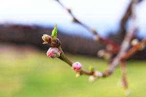 桃の花　寄り（3月30日撮影）