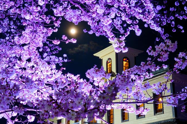 ライトアップされる旧伊達郡役所と桜