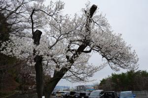 陣屋の杜公園（4月1日撮影）