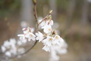 陣屋の杜公園（4月1日撮影）