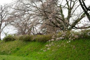 つつじヶ丘史跡公園（4月1日撮影）