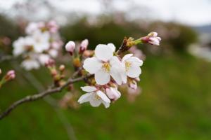 つつじヶ丘史跡公園（4月1日撮影）寄り