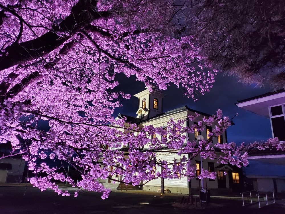 旧伊達郡役所の桜