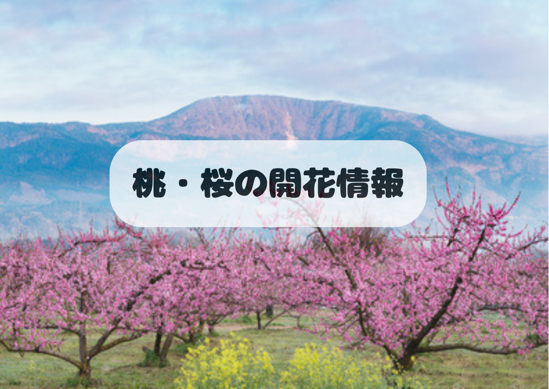 桃・桜の開花情報