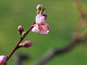 桃の花（4月3日時点）