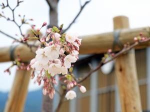 役場の桜