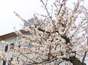 役場の桜2
