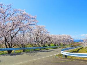 清掃センター前桜