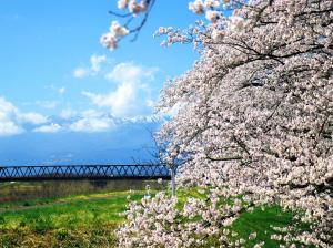 雪ウサギと桜