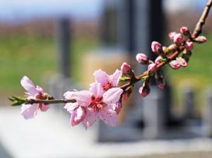 桃の花4/6撮影2