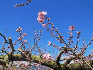桃の花4/6撮影3