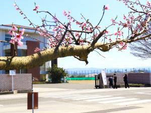 中学校と桃の花