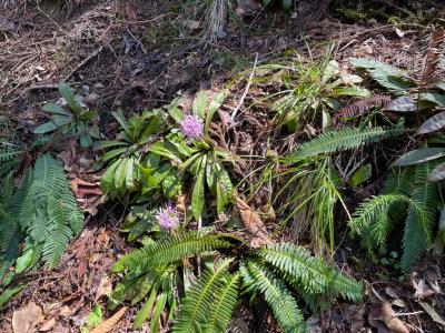ショウジョウバカマ