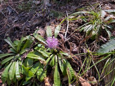 ショウジョウバカマ２