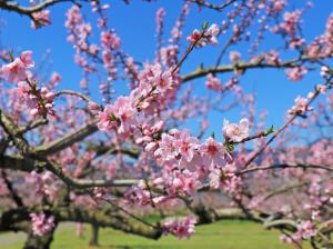 桃の花（4月8日撮影）