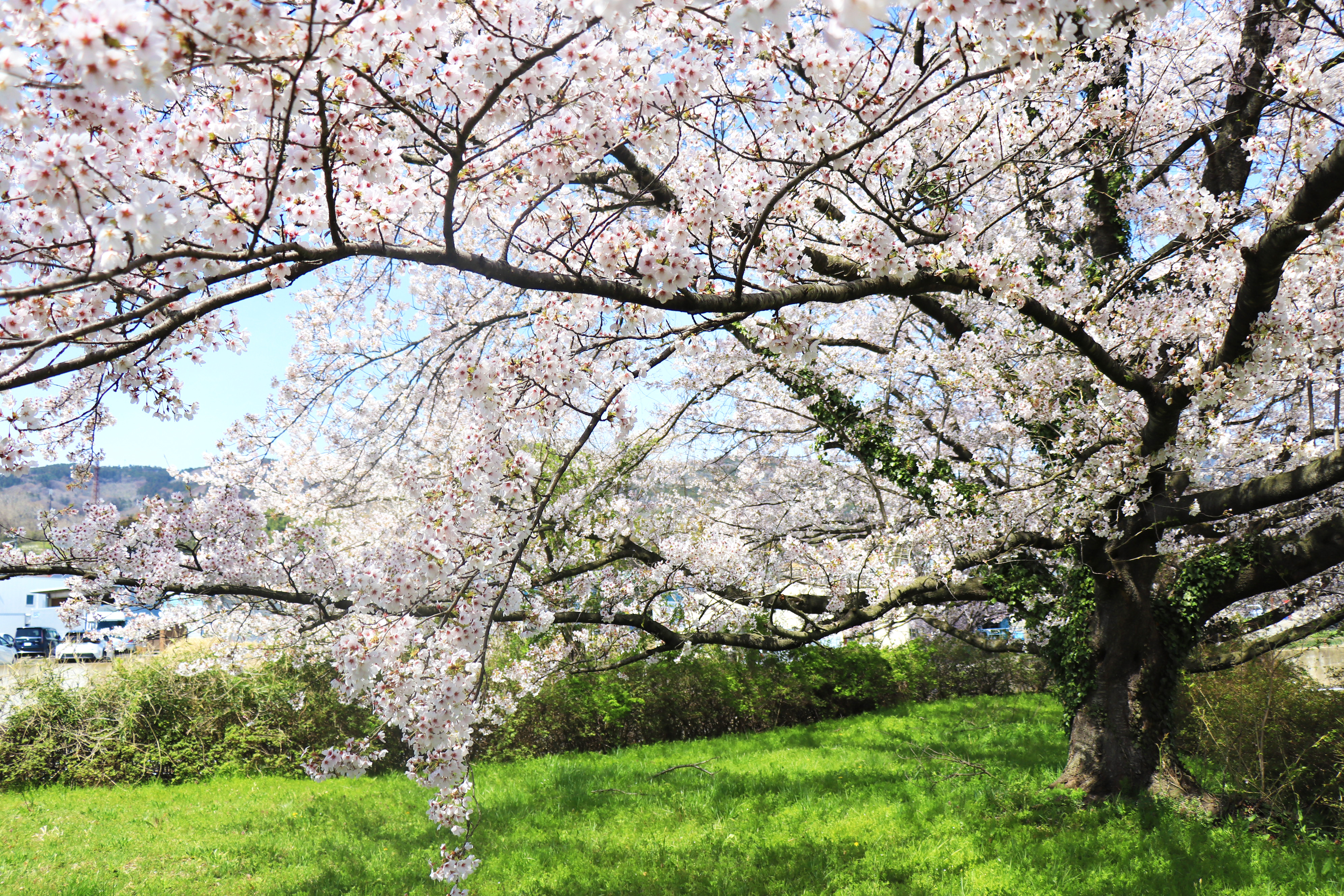 *桜* 満開のサクラ🌸🌸 #富岡町 #夜の森桜まつり2026