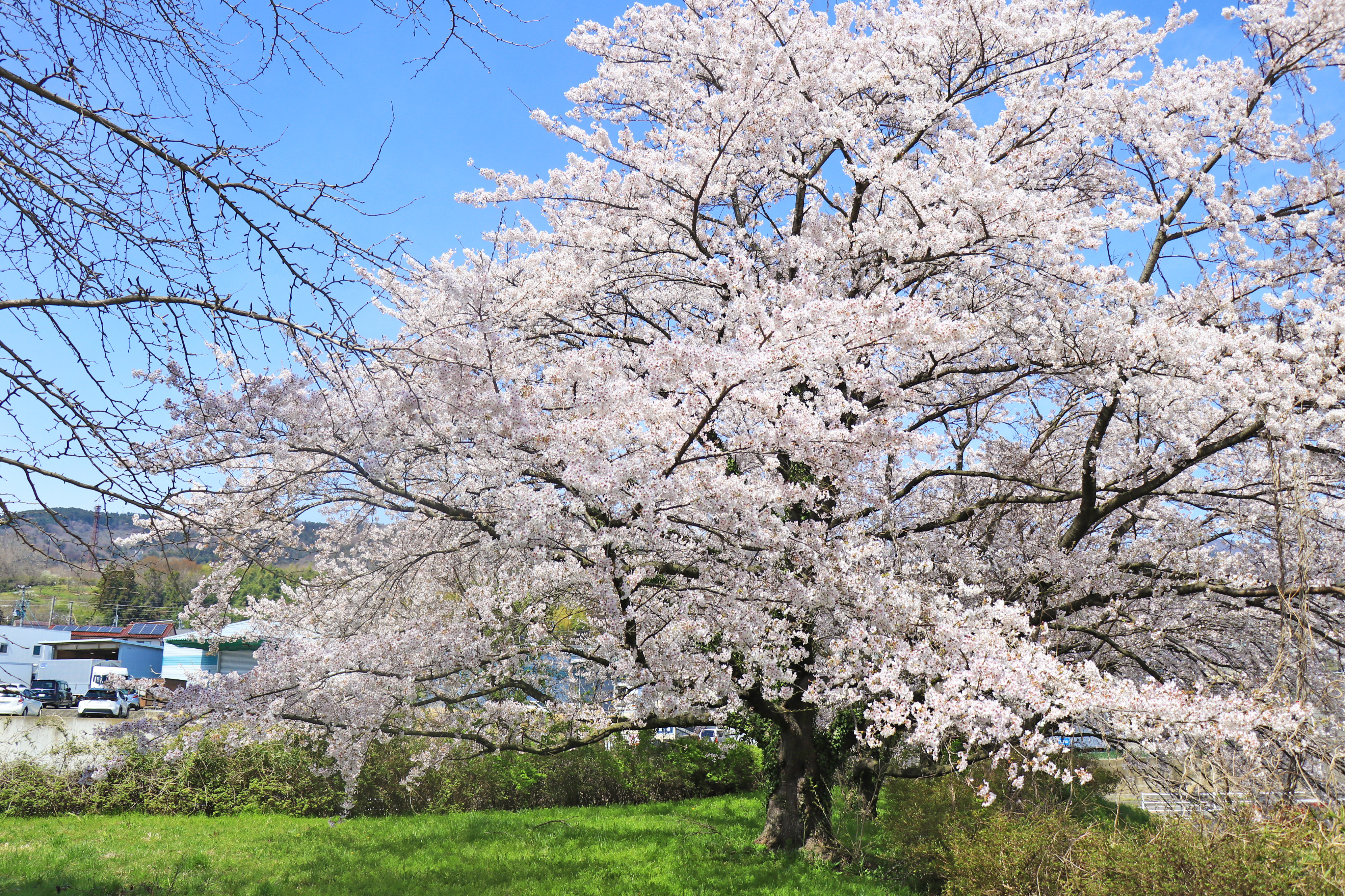 2026年 桑折町内 桜の開花情報（4月9日時点） - 桑折町観光情報 - 桑折