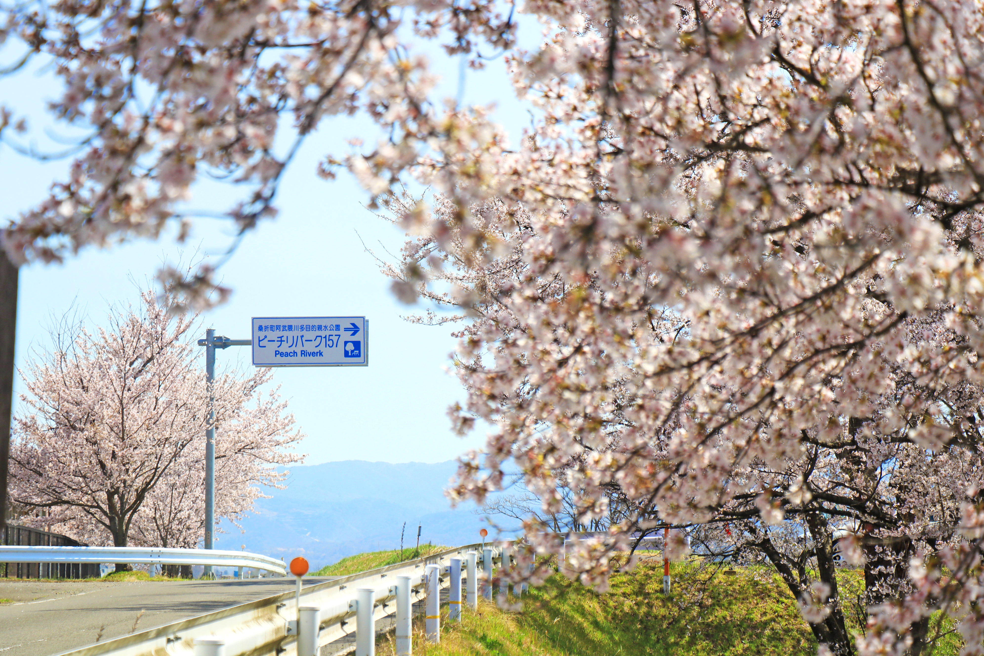ピーチリバーク157の桜