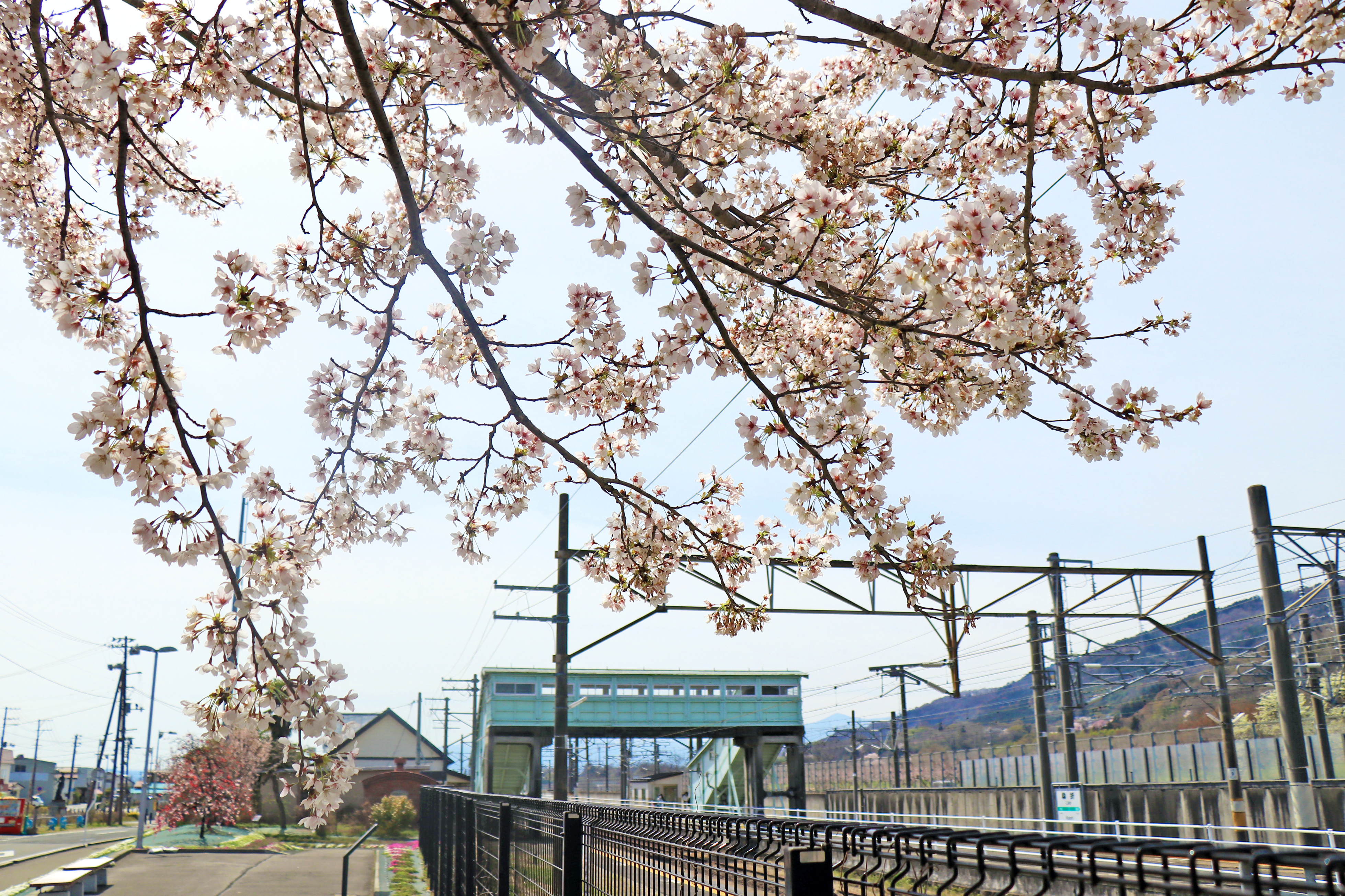 2026年 桑折町内 桜の開花情報（4月9日時点） - 桑折町観光情報 - 桑折