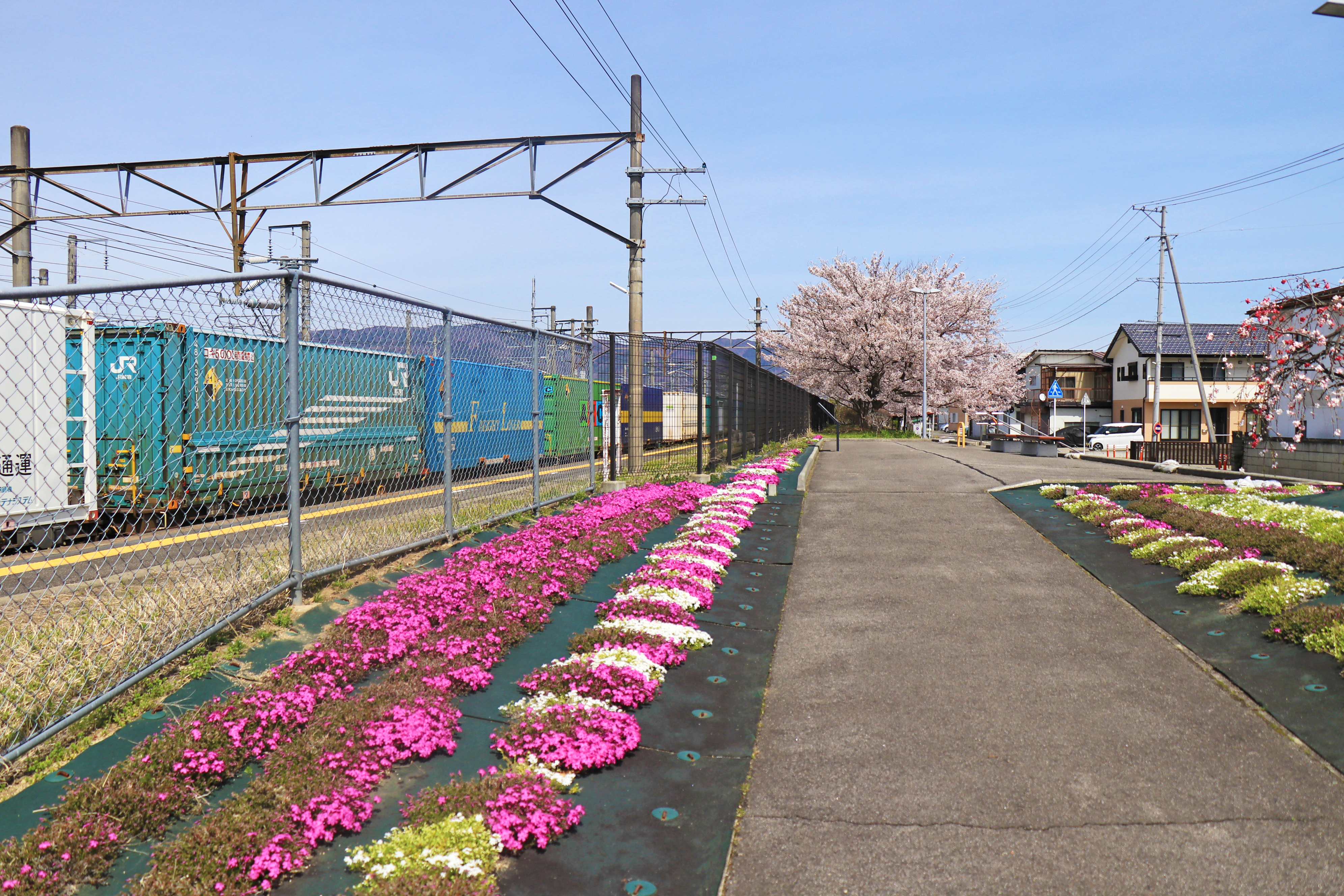 桑折駅前の芝桜