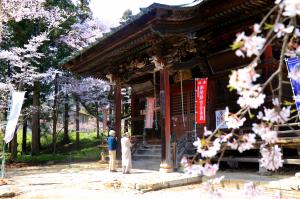 桜2
