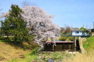 桜