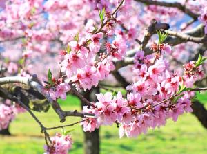 桃の花