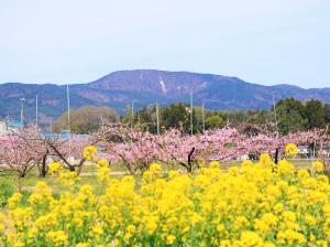 桃の花と桃