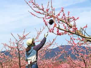花粉付け