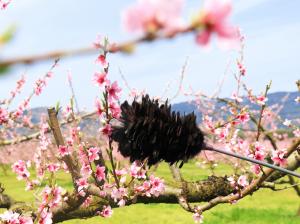 花粉つけ