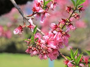 桃の花　新芽