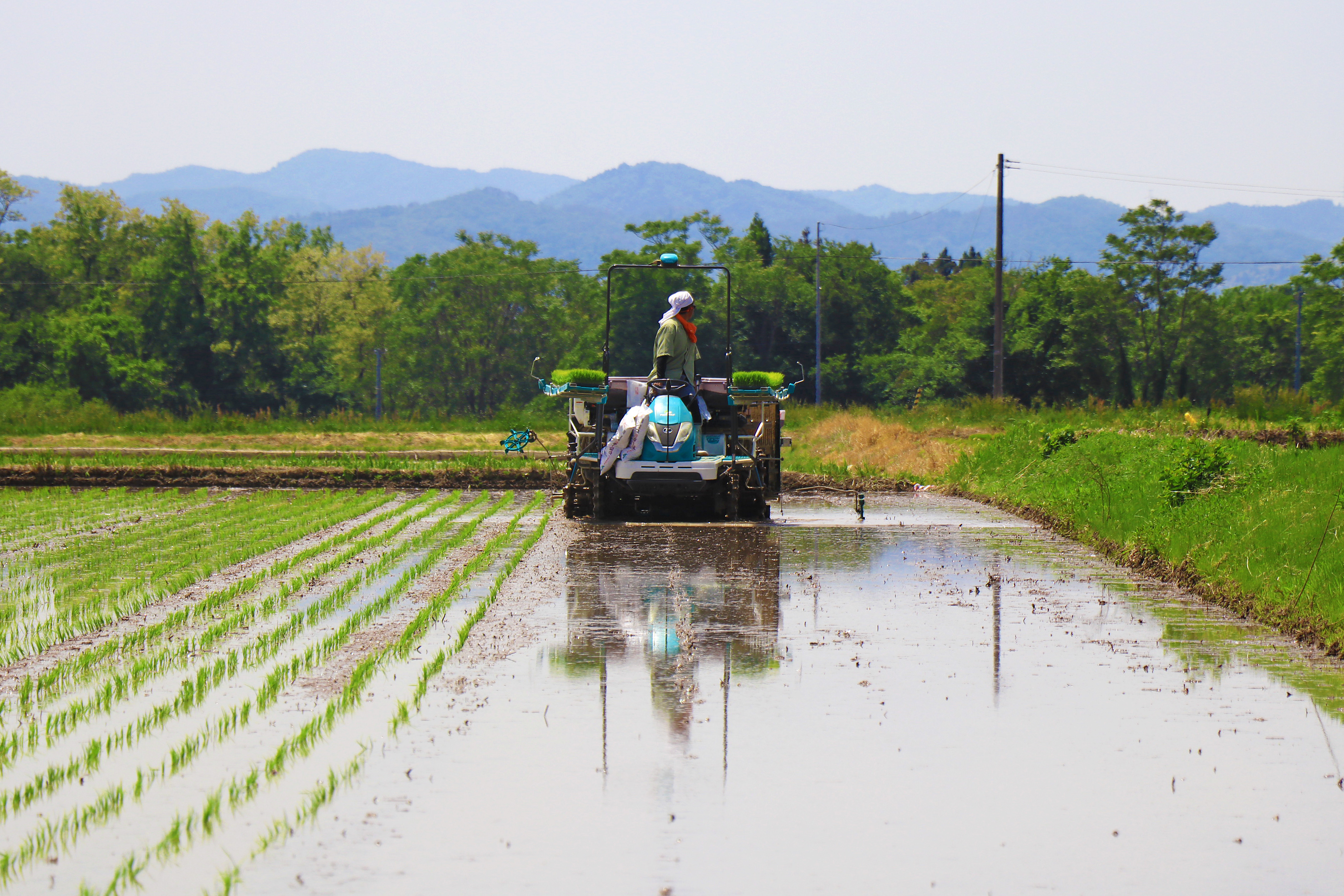 田植え