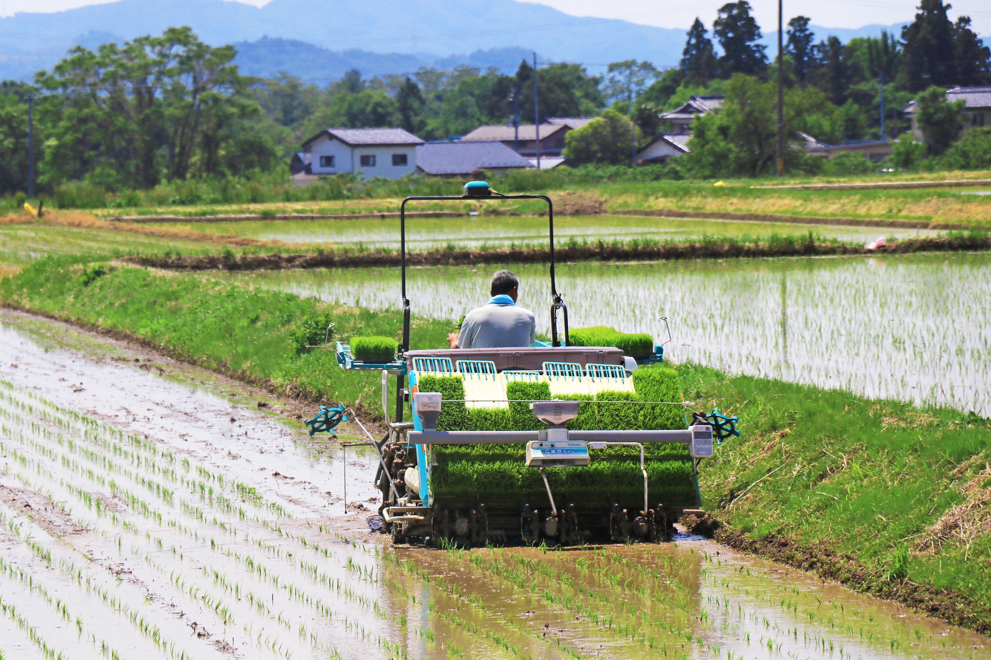 田植え