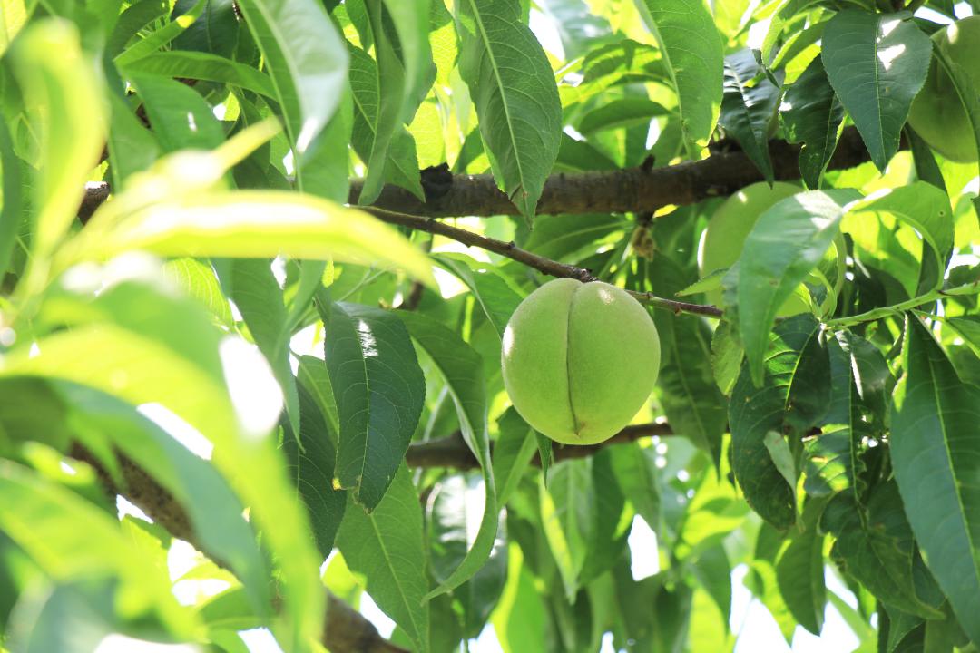 摘果